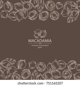 Background with macadamia: branch, leaves and macadamia nuts. Cosmetic and medical plant. Vector hand drawn illustration. 