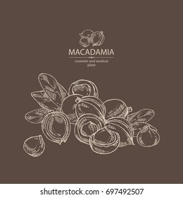 Background with macadamia:leaves and macadamia nuts. Cosmetic and medical plant. Vector hand drawn illustration. 