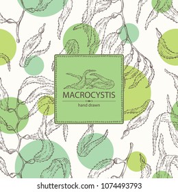 Background with macrocystis: macrocystis seaweed, leaves. Brown algae. Edible seaweed. Vector hand drawn illustration.