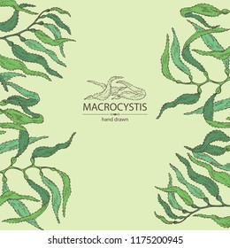 Background with macrocystis: macrocystis seaweed, leaves. Brown algae. Edible seaweed. Vector hand drawn illustration.