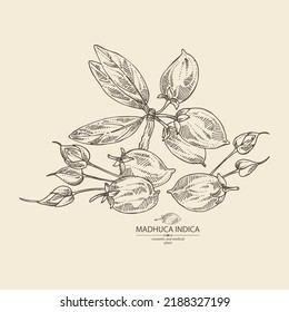 Background with madhuca indica: madhuca indica plant, leaves, flowers and madhuca indica fruits. Cosmetic, perfumery and medical plant. Vector hand drawn illustration