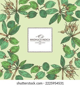 Background with madhuca indica: madhuca indica plant, leaves, flowers and madhuca indica fruits. Cosmetic, perfumery and medical plant. Vector hand drawn illustration