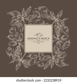 Background with madhuca indica: madhuca indica plant, leaves, flowers and madhuca indica fruits. Cosmetic, perfumery and medical plant. Vector hand drawn illustration