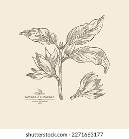 Background with magnolia champaca: magnolia plant, leaves and magnolia champaca flowers. Cosmetic, perfumery and medical plant. Vector hand drawn illustration