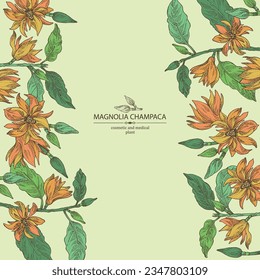 Background with magnolia champaca: magnolia plant, leaves and magnolia champaca flowers. Cosmetic, perfumery and medical plant. Vector hand drawn illustration