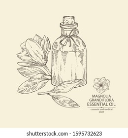 Background with magnolia grandiflora flower, bud and bottle of magnolia essential oil. Cosmetic, perfumery and medical plant. Vector hand drawn illustration