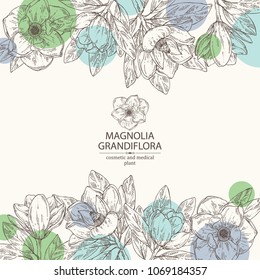 Background with magnolia grandiflora: magnolia flowering branch, leaves, magnolia grandiflora flowers and bud. Cosmetic, perfumery and medical plant. Vector hand drawn illustration