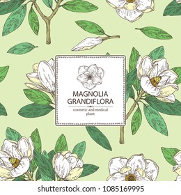 Background with magnolia grandiflora: magnolia flowering branch, leaves, magnolia grandiflora flowers and bud. Cosmetic, perfumery and medical plant. Vector hand drawn illustration Background with magnolia grandiflora: magnolia flowering branch, leaves, magnolia grandiflora flowers and bud. Cosmetic, perfumery and medical plant. Vector hand drawn illustration