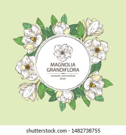 Background with magnolia grandiflora: magnolia flowering branch, leaves, magnolia grandiflora flowers and bud. Cosmetic, perfumery and medical plant. Vector hand drawn illustration