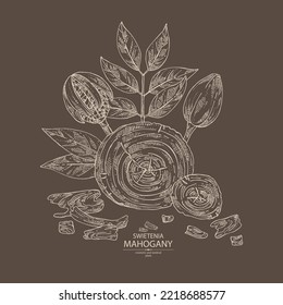 Background with mahogany:  swietenia plant, leaves and wood of mahogany. Swietenia. Cosmetic, perfumery and medical plant. Vector hand drawn illustration