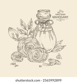 Background with mahogany:  swietenia plant, leaves, wood of mahogany and bottle of mahogany essential oil. Swietenia. Cosmetic, perfumery, plant. Vector hand drawn