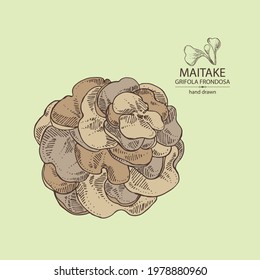 Background with maitake: piece of mushroom, maitake mushrooms. Grifola frondosa. Vector hand drawn Mushroom illustrations