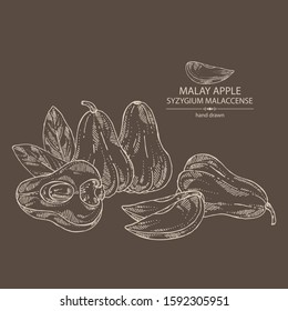 Background with malay apple: yamboza fruit, malay apple slice and leaves. Syzygium malaccense. Vector hand drawn illustration.