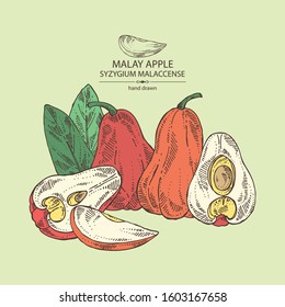 Background with malay apple: yamboza fruit, malay apple slice and leaves. Syzygium malaccense. Vector hand drawn illustration.