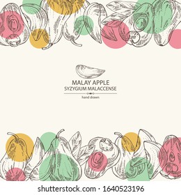 Background with malay apple: yamboza fruit, malay apple slice and leaves. Syzygium malaccense. Vector hand drawn illustration.