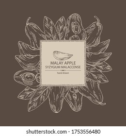 Background with malay apple: yamboza fruit, malay apple slice and leaves. Syzygium malaccense. Vector hand drawn illustration.