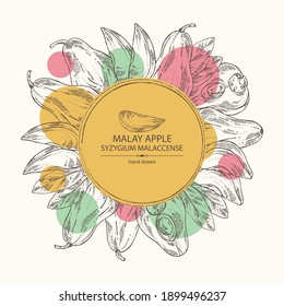 Background with malay apple: yamboza fruit, malay apple slice and leaves. Syzygium malaccense. Vector hand drawn illustration.