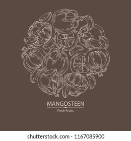 Background with mangosteen mangosteen fruit and leaves. Vector hand drawn illustration.
