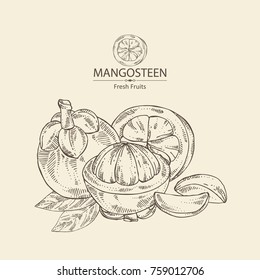 Background with mangosteen mangosteen fruit and leaves. Vector hand drawn illustration.