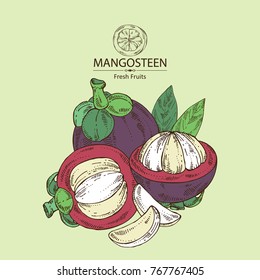 Background with mangosteen mangosteen fruit and leaves. Vector hand drawn illustration.