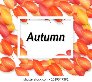 Background with maple autumn leaves