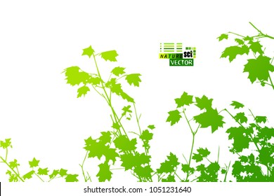 background maple leaves. Vector