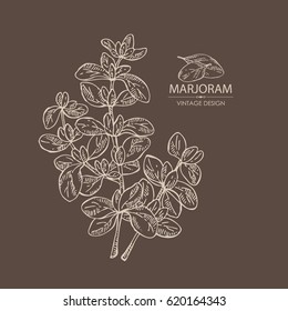 Background with marjoram. Hand drawn.