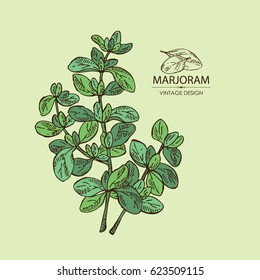 Background with marjoram. Hand drawn.