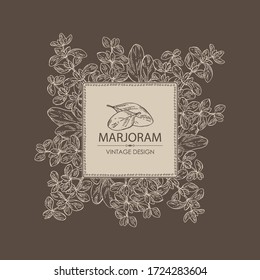 Background with marjoram. Vector hand drawn illustration.