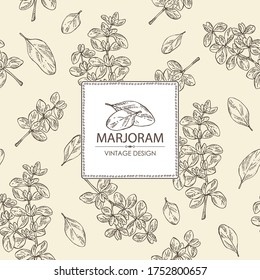 Background with marjoram. Vector hand drawn illustration.