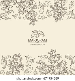 Background with marjoram.  Vector hand drawn illustration.
