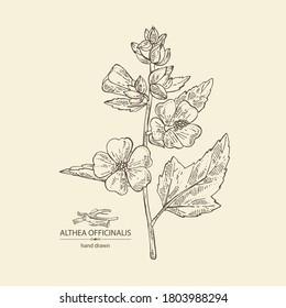 Antecedentes con oficiales malvavisco: althea officinalis flor y hojas. Planta cosmética y médica. Ilustración dibujada a mano por el vector