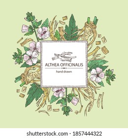 Antecedentes con oficiales malvavisco: althea officinalis flor, raíz y hojas. Planta cosmética y médica. Ilustración dibujada a mano por el vector