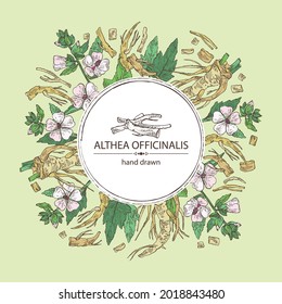 Antecedentes con oficiales malvavisco: althea officinalis flor, raíz y hojas. Planta cosmética y médica. Ilustración dibujada a mano por el vector