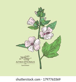 Background with marshmallow officinalis: marshmallow officinalis flower, root and leaves. Cosmetic and medical plant. Vector hand drawn illustration