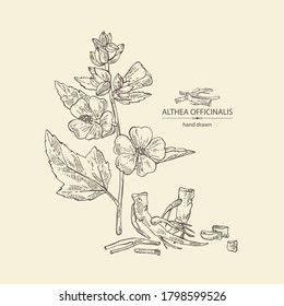 Background with marshmallow officinalis: marshmallow officinalis flower, root and leaves. Cosmetic and medical plant. Vector hand drawn illustration