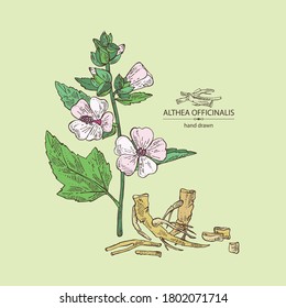 Antecedentes con oficiales malvavisco: flor, raíz y hojas de marshmallow officinalis. Planta cosmética y médica. Ilustración dibujada a mano por el vector