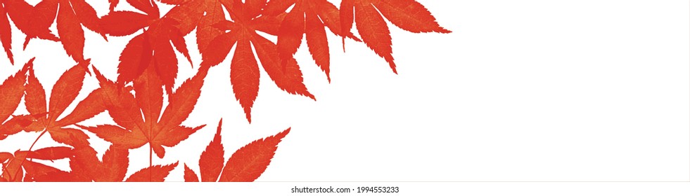 Material de fondo de hojas de otoño 1