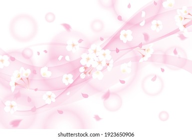 Background material of cherry blossoms in full bloom with the image of spring