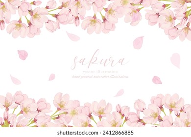 Background material of cherry blossoms in full bloom painted in watercolor