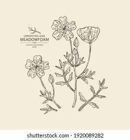 Background with meadow foam: plant, flowers and leaves. Limnanthes alba. Cosmetic and medical plant. Vector hand drawn illustration