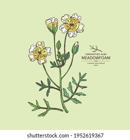 Antecedentes con espuma de pradera: planta, flores y hojas. Limnanthes alba. Planta cosmética y médica. Ilustración dibujada a mano por el vector