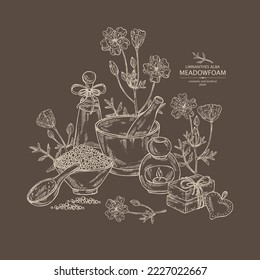 Background with meadow foam: plant, flowers and leaves. Limnanthes alba. Oil, soap and bath salt . Cosmetics and medical plant. Vector hand drawn illustration