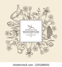 Background with meadow foam: plant, flowers and leaves. Limnanthes alba. Oil, soap and bath salt . Cosmetics and medical plant. Vector hand drawn illustration