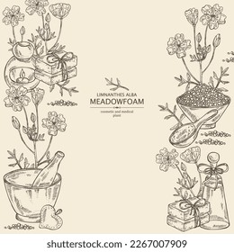 Background with meadow foam: plant, flowers and leaves. Limnanthes alba. Oil, soap and bath salt . Cosmetics and medical plant. Vector hand drawn illustration