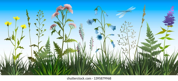 Background with meadow wild herbs and flowers. Wildflowers. Floral background. Wild grass. Vector illustration.