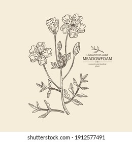 Background with meadowfoam: plant, flowers and leaves. Limnanthes alba. Cosmetic and medical plant. Vector hand drawn illustration