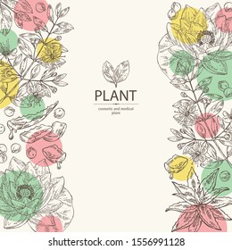 Background with medical plant: aloe vera, patchouli, lotus, myrtus. Cosmetics and medical plant. Vector hand drawn illustration.