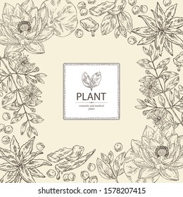 Background with medical plant: aloe vera, patchouli, lotus, myrtus. Cosmetics and medical plant. Vector hand drawn illustration.