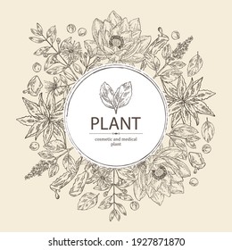 Background with medical plant: aloe vera, patchouli, lotus, myrtus. Cosmetics and medical plant. Vector hand drawn illustration.